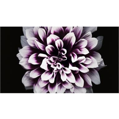 The Wall Professional (P0.8) 960x540
